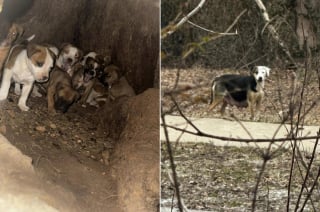 Illustration de l'article : Pour protéger ses 11 chiots, une chienne les cache dans un tronc d’arbre avant un sauvetage digne d'un film