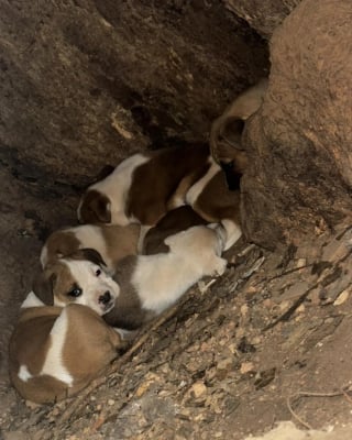 Illustration de l'article : Pour protéger ses 11 chiots, une chienne les cache dans un tronc d’arbre avant un sauvetage digne d'un film