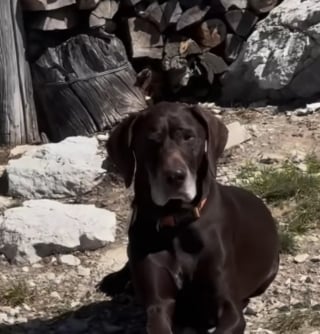 Illustration de l'article : Depuis leur tour d’observation, un chien sénior et sa propriétaire protègent la nature des incendies (vidéo)