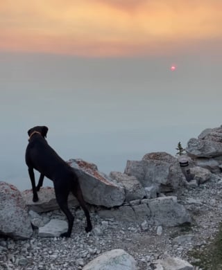 Illustration de l'article : Depuis leur tour d’observation, un chien sénior et sa propriétaire protègent la nature des incendies (vidéo)