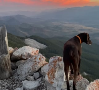 Illustration de l'article : Depuis leur tour d’observation, un chien sénior et sa propriétaire protègent la nature des incendies (vidéo)