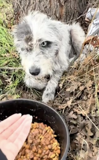 Illustration de l'article : Cachée dans un fossé, une chienne s’étant donnée corps et âme pour protéger son petit peut désormais aspirer à une vie douce et calme