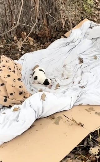 Illustration de l'article : Cachée dans un fossé, une chienne s’étant donnée corps et âme pour protéger son petit peut désormais aspirer à une vie douce et calme