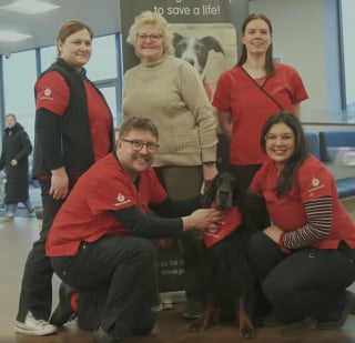 Illustration de l'article : Ce Setter Gordon ayant sauvé plus de 160 chiens grâce à ses dons de sang est en lice pour un prix prestigieux