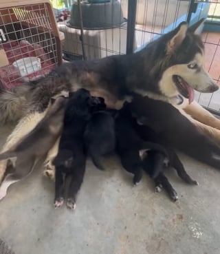 Illustration de l'article : Ce Husky, qui souffrait de la chaleur en Thaïlande, découvre la neige pour la première fois (vidéo)