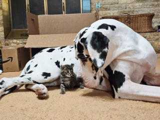 Illustration de l'article : Un chaton curieux tente un contact avec un Dogue Allemand adulte (vidéo)