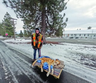 Illustration de l'article : Ce chien est trop âgé pour marcher, mais son maître et ami depuis 15 ans tient à le promener quotidiennement quoi qu'il arrive