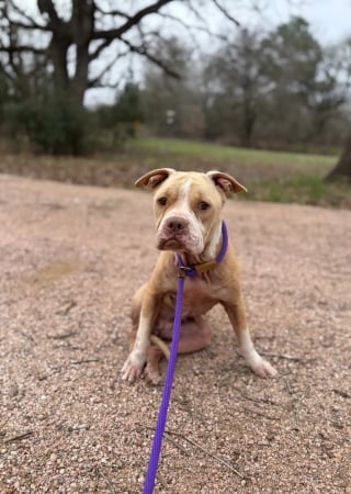 Illustration de l'article : Une chienne coincée sur le terre-plein central d'une autoroute attire l'attention de bénévoles qui prennent tous les risques pour la sauver