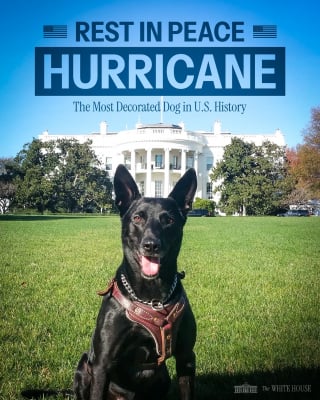 Illustration de l'article : Les mots poignants du maître de Hurricane, chien le plus décoré des États-Unis et protecteur de la Maison-Blanche, décédé à l’âge de 15 ans 