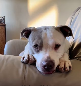 Illustration de l'article : Une femme montre le véritable visage de son Pitbull, abandonné 4 fois par le passé 