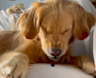 Illustration de l'article : Cette femelle Golden Retriever voit une myrtille pour la première fois et ne semble pas du tout apprécier l’expérience… (vidéo)