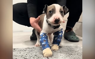 Illustration de l'article : Née avec une grave malformation des pattes avant, cette petite chienne fait enfin ses premiers pas (vidéo)