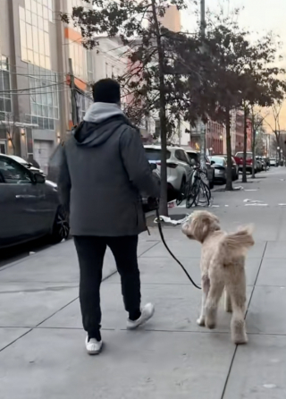 Illustration de l'article : Ce chien malicieux de 32 kg fait croire à une patte blessée pour être porté par sa propriétaire épuisée (vidéo)