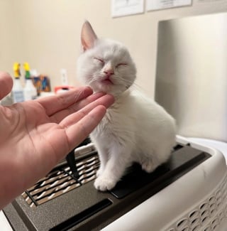 Illustration de l'article : Ce petit chat retrouvé avec une oreille blessée découvre avec entrain un quotidien joyeux auprès d’un nouvel ami canin (vidéo)