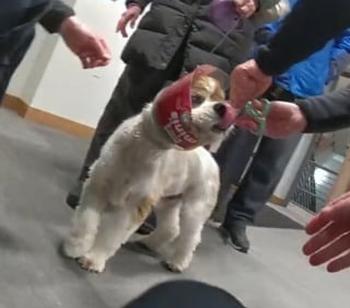 Illustration de l'article : A défaut de vétérinaire, ils emmènent leur chien au poste de police pour qu'on les aide à sortir sa tête d'un bocal à friandises