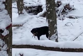 Illustration de l'article : Un homme trouve une chienne seule dans les bois et réagit rapidement en comprenant qu'on l'a abandonnée