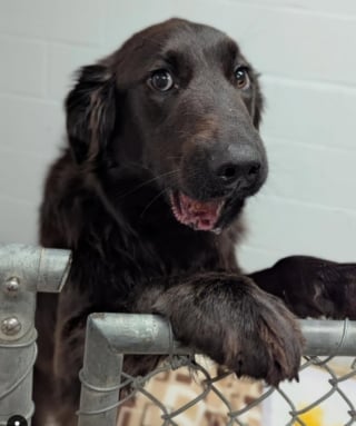 Illustration de l'article : Un passant bienveillant porte secours à un chien sur lequel des enfants jetaient des pierres