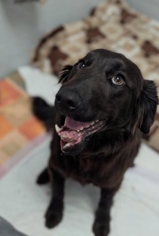 Illustration de l'article : Un passant bienveillant porte secours à un chien sur lequel des enfants jetaient des pierres