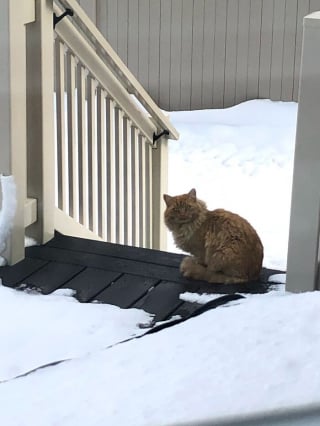 Illustration de l'article : 20 photos retraçant le parcours de Marmy, un chat errant devenu chat domestique après 6 ans