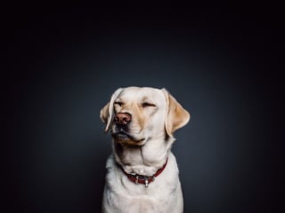 Illustration de l'article : 12 expressions faciales que les chiens ont l’habitude de faire pour communiquer avec nous