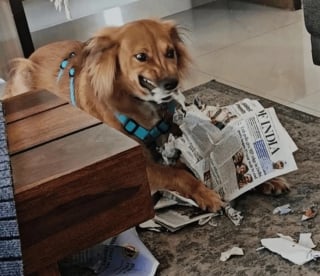 Illustration de l'article : 20 photos hilarantes qui prouvent que la vie avec un chien est une aventure quotidienne