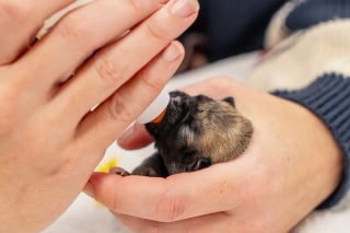 Illustration de l'article : Ces 7 « chiots arc-en-ciel » retrouvés dans une benne à ordures s’apprêtent à vivre un avenir meilleur, désormais bien entourés