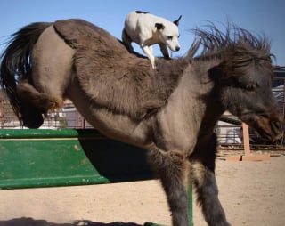 Illustration de l'article : Ce poney adore porter son meilleur ami canin pour faire des balades et du saut