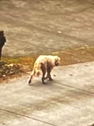 Illustration de l'article : Un chien volé alors qu'il était attaché devant un magasin refait surface 4 jours plus tard au grand soulagement de sa famille