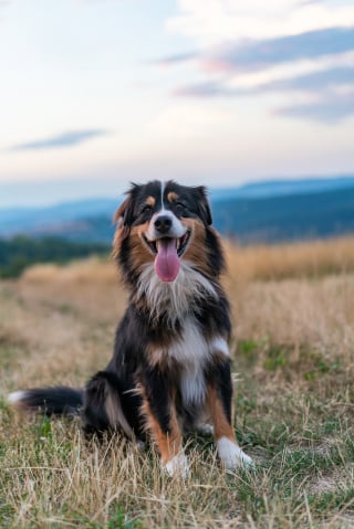 Illustration de l'article : En pleine promenade, son chien pousse un cri et découvre qu'il a la patte prisonnière dans un piège illégal