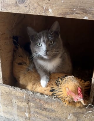 Illustration de l'article : Un chat est retrouvé par sa propriétaire alors qu’il a élu domicile dans le nid d’une poule pour se réchauffer (vidéo)