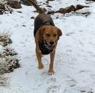 Illustration de l'article : Un chien perdu dans les montagnes sous -11°C retrouvé grâce à une chance inouïe