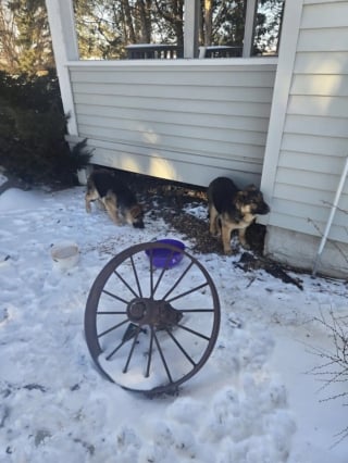 Illustration de l'article : Affamés et transis de froid, deux chiots sortent enfin de leur cachette sous une terrasse grâce à l'astuce de leurs sauveurs