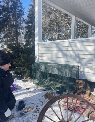 Illustration de l'article : Affamés et transis de froid, deux chiots sortent enfin de leur cachette sous une terrasse grâce à l'astuce de leurs sauveurs