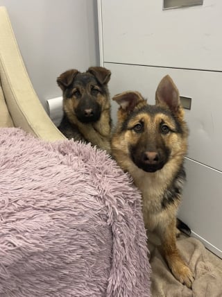 Illustration de l'article : Affamés et transis de froid, deux chiots sortent enfin de leur cachette sous une terrasse grâce à l'astuce de leurs sauveurs