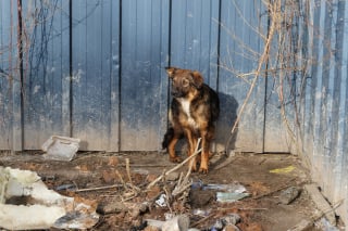 Illustration de l'article : 5 associations s'unissent pour secourir des chiens détenus dans des "conditions épouvantables" par un propriétaire récidiviste (vidéo)