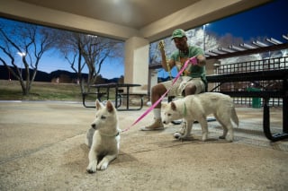 Illustration de l'article : Abandonnés car non désirés, ces 3 adorables chiots sont à la recherche de leur famille pour la vie