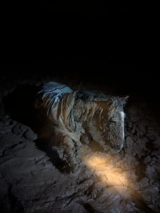 Illustration de l'article : En pleine nuit, de nombreux bénévoles se battent pour sauver un cheval pris au piège d’un champ boueux