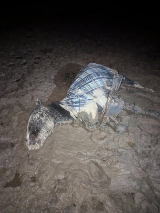 Illustration de l'article : En pleine nuit, de nombreux bénévoles se battent pour sauver un cheval pris au piège d’un champ boueux