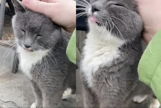 Illustration de l'article : Ce chat vivant à côté d’une église et n’appartenant à personne a le bonheur de goûter enfin au bonheur d’une vie en intérieur