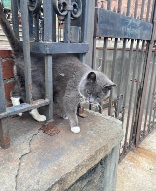 Illustration de l'article : Ce chat vivant à côté d’une église et n’appartenant à personne a le bonheur de goûter enfin au bonheur d’une vie en intérieur