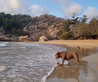 Illustration de l'article : Aussi doué qu’un comédien professionnel, ce Staffordshire Terrier simule une blessure à la patte pour éviter de partir en promenade (vidéo)