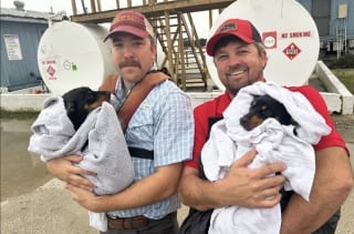 Illustration de l'article : 2 chiots jetés du haut d'un pont par un conducteur sont sauvés par des témoins de la scène et se remettent de leur abandon