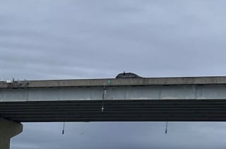 Illustration de l'article : 2 chiots jetés du haut d'un pont par un conducteur sont sauvés par des témoins de la scène et se remettent de leur abandon