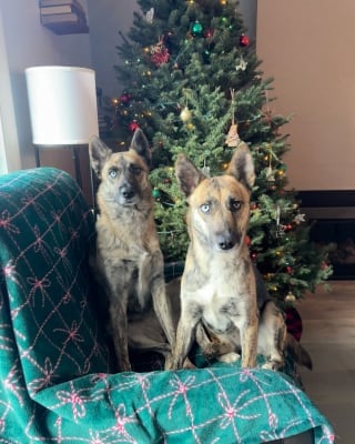 Illustration de l'article : Recueillie par une famille bénévole, cette petite chienne de refuge retrouve sans le savoir une partie de son arbre généalogique