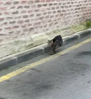 Illustration de l'article : Lors d'un sauvetage, un chat coincé sur le toit d'une église préfère s'en sortir seul au prix d'un saut spectaculaire (vidéo)