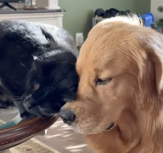 Illustration de l'article : Ce Golden Retriever et ce chat noir font la plus douce des démonstrations de leur précieuse amitié (vidéo)