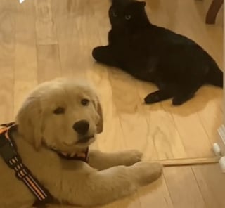 Illustration de l'article : Ce Golden Retriever et ce chat noir font la plus douce des démonstrations de leur précieuse amitié (vidéo)