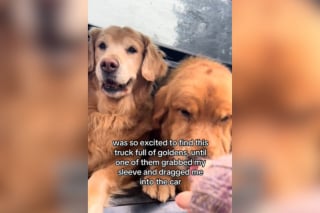 Illustration de l'article : Heureuse de trouver une joyeuse troupe de Golden Retrievers, cette jeune femme subit l’enthousiasme de ces derniers (vidéo)