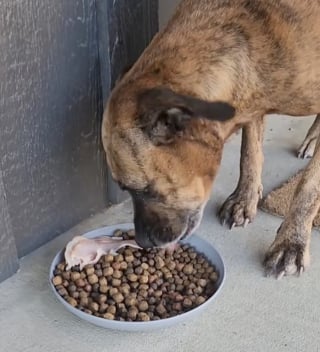 Illustration de l'article : Une femme trouve un chien errant endormi sur son canapé et décide de l’accueillir dans la famille (vidéo)