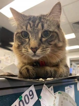 Illustration de l'article : Un chat sauvé de l'errance devient la mascotte d'un commissariat de police et une célébrité sur les réseaux sociaux